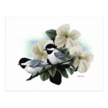 Black Capped Chickadee Postcards