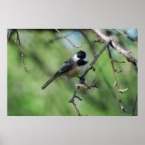 Black-capped Chickadee poster