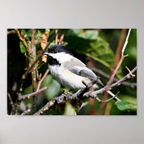 Black-capped chickadee print