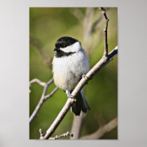 Black-capped chickadee poster