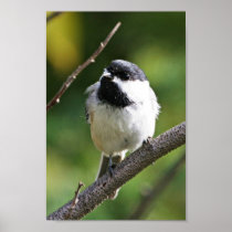 Black-capped chickadee posters