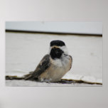 Black capped chickadee print