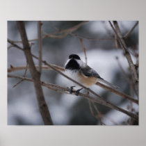 Black Capped Chickadee Poster
