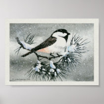 Black Capped  Chickadee Print