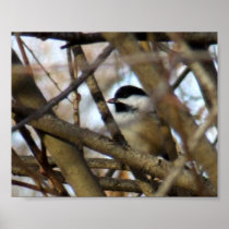 Black-Capped Chickadee Print