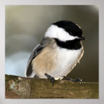 Black-capped Chickadee Print
