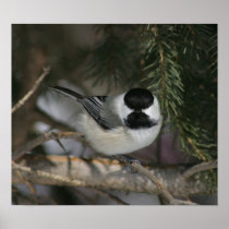 Black Capped Chickadee Print