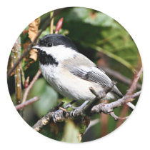 Black-capped chickadee round sticker