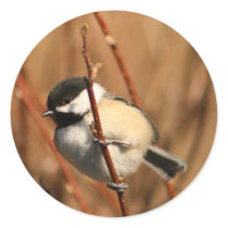 Black Capped Chickadee Round Sticker
