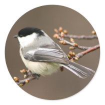 Black Capped Chickadee Sticker