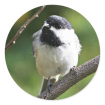 Black-capped chickadee round stickers