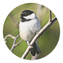 Black-capped chickadee round sticker