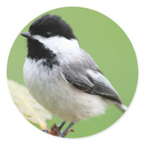 Black Capped Chickadee Round Stickers