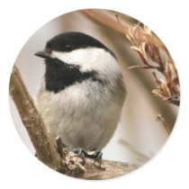 Black capped chickadee round sticker