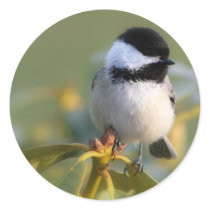 Black-capped Chickadee Sticker
