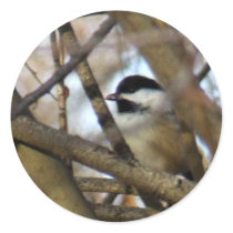 Black-capped Chickadee Stickers