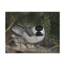 Black Capped Chickadee Wildlife Series #3 Postcard