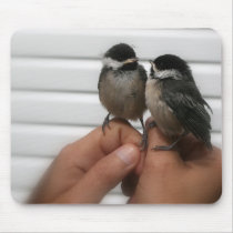 Black Capped Chickadees Mousepads