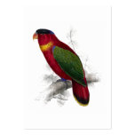 Black-Capped Lory by Edward Lear Business Card Template