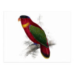 Black-Capped Lory by Edward Lear Post Card