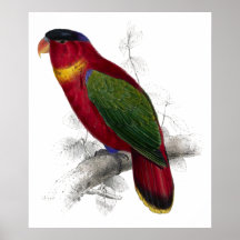 Black-Capped Lory by Edward Lear Print