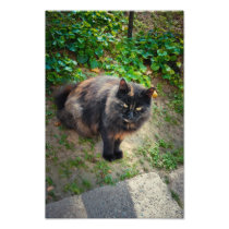 Black cat
