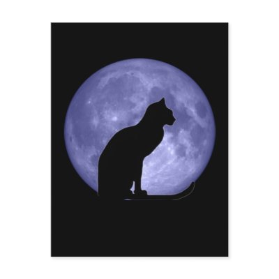 Black Cat Blue Moon Postcard by bigspl