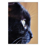 Black Cat Card
