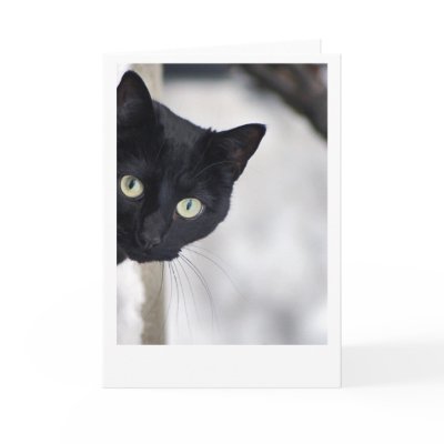 Black Cat Greeting Card by Madddy