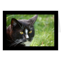Black Cat Card