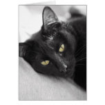 Black cat cards