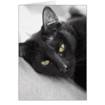 Black cat cards