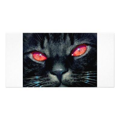Black Cat Eyes Photo Greeting Card by oddbob