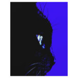 Black Cat Flyers