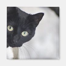 Black Cat Fridge Magnet