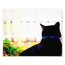 Black Cat From Back Looking Out Window Photo