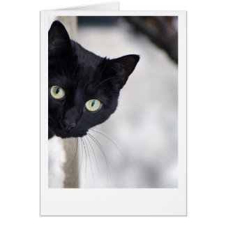 cat greeting card cards invitations