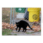 Black cat in Autumn Digital Art cards