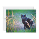 Black Cat