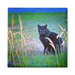 Black Cat