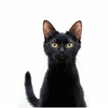 Black Cat Magnet