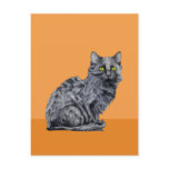 Black Cat orange Postcard