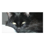 black cat custom photo card