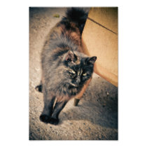 Black cat photo