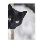 Black Cat Post Card