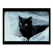 Black Cat Postcard