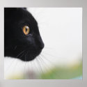 Black Cat posters