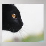 Black Cat Poster