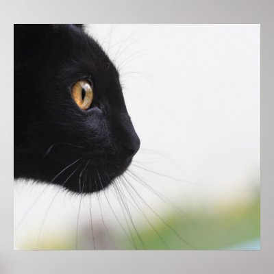Black Cat Poster by Madddy