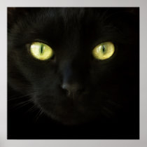 Black Cat - poster